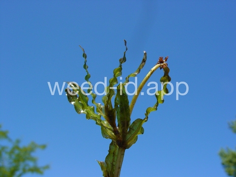 pondweed, curlyleaf